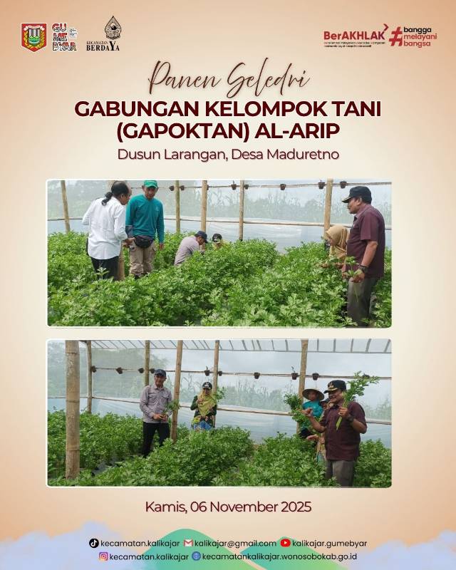 Panen Seledri Gapoktan Al-Arip di Dusun Larangan, Desa Maduretno